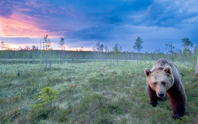 Bears on National Geographic Scandinavia