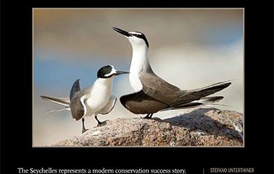 Tern story on BBC Wildlife magazine