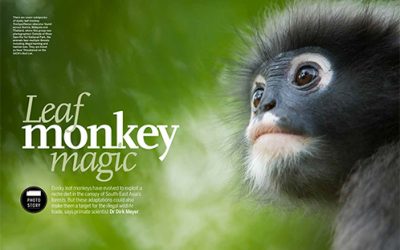 Dusky-leaf monkey