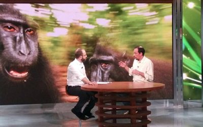 Macaques on TV