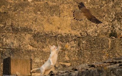 Wildlife Photographer of the Year 2017