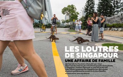 Otter story in Terre Sauvage