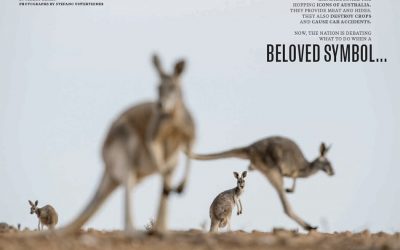 Kangaroos! A new National Geographic story