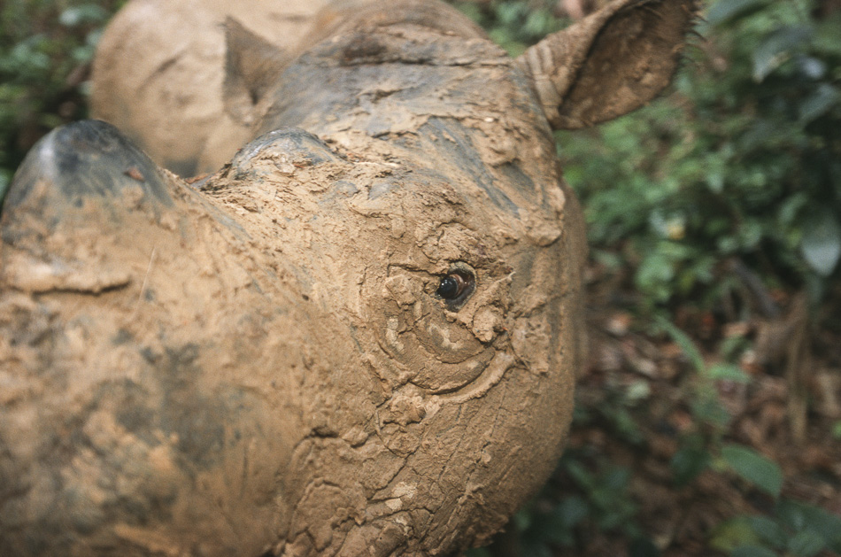 Endangered Sumatran rhino report
